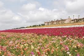 flowers_spring